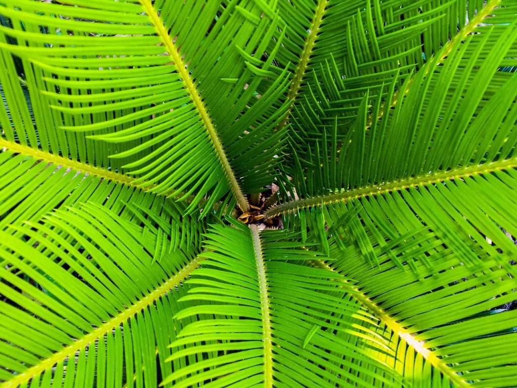 palm tree, james, palm trees-200965.jpg
