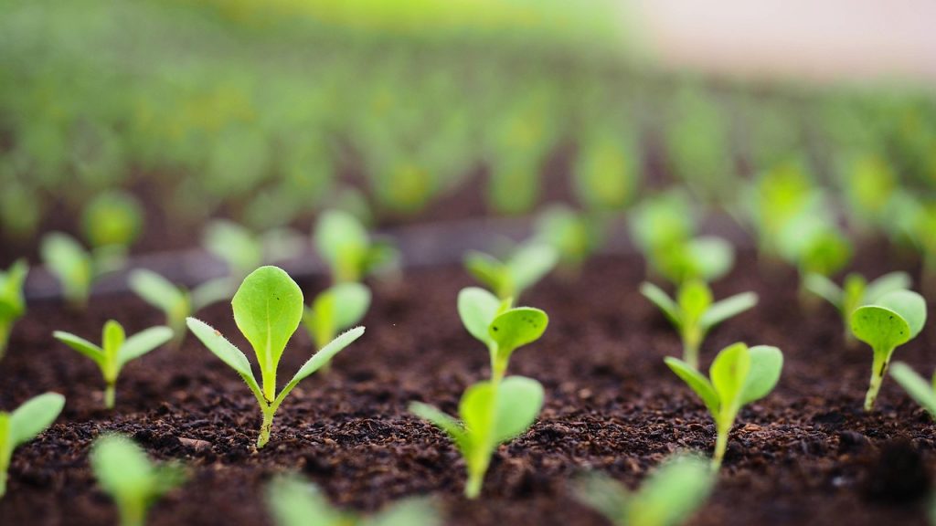 sprouts, soil, farm, garden, farming, gardening, grow, growing, green, sprouting, plants, agriculture, nature, sprouts, sprouts, soil, soil, soil, soil, soil, sprouting